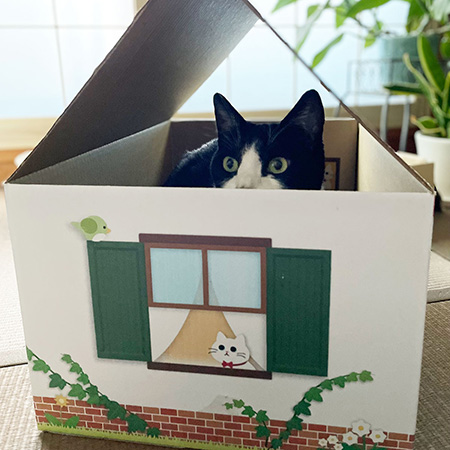 三角屋根の猫の家(赤)-8