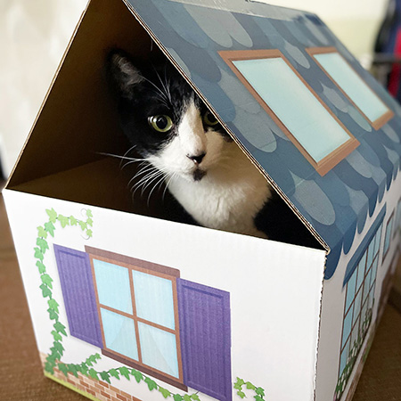 三角屋根の猫の家(青)-8