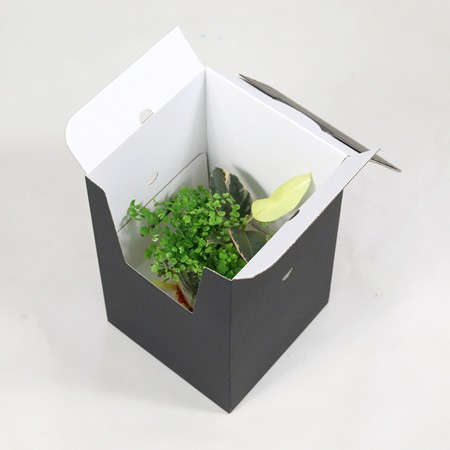 プチボックス【M】(ブラック)鉢押え付-4