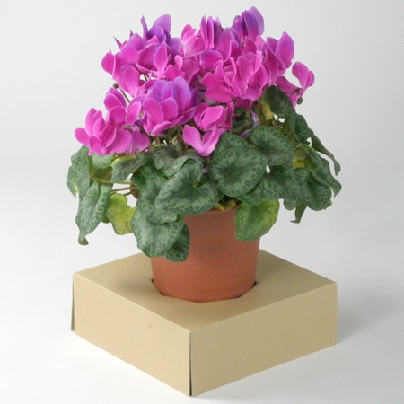 鉢押さえ325×325(茶)-2